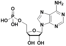 腺苷-5-单磷酸|adenosine-5-monophosphoric acid|61-19-8|alfa|99%